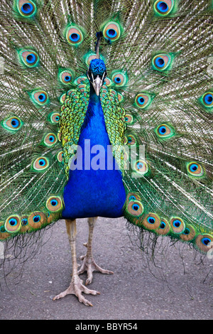 Eine männliche indische blaue Pfau, Pavo Cristatus. Stockfoto