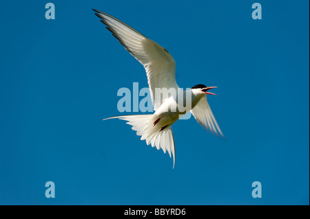 Küstenseeschwalbe Sterna Paradisea Erwachsener im Flug aggressives Verhalten Farne Inseln Northumberland Stockfoto