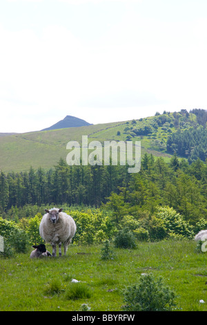 Mutterschaf mit Lamm, blickt in Richtung in Richtung, Shutlingloe, im Hintergrund Stockfoto