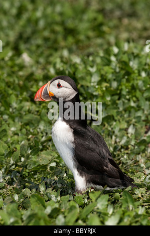 Papageitaucher (Fratercula Arctica) am Boden in der Nähe nisten Graben Farne Inseln Northumberland Stockfoto