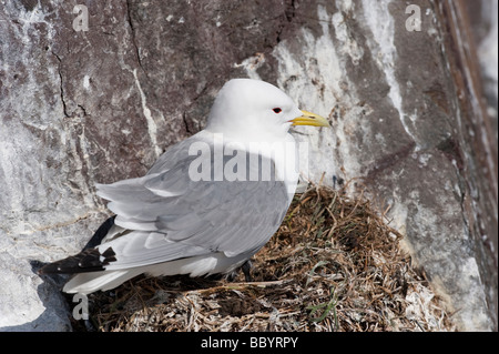 Dreizehenmöwe (Rissa Tridactyla) Erwachsene am Nest auf Klippe Felsvorsprung Farne Islands Northumberland England Juni Stockfoto