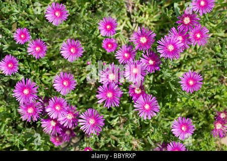 Nachfolgende Iceplant mit rosa Blumen Stockfoto