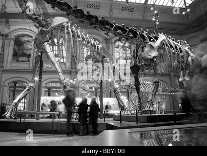 Paläontologische Museum in Berlin alte Skelette von Dinosauriern Stockfoto