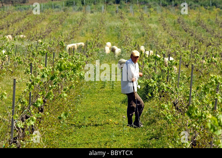 Hirt mit Schaf im Weinberg Bauernhof, Landwirtschaft, Provinz Agrigento, Sizilien, Italien Stockfoto