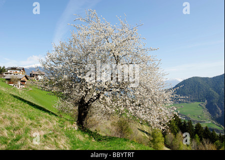 Blühende wilde Kirsche (Prunus Avium) in der Nähe von Hotel Knollhof, Gufidaun, Eisacktal, Südtirol, Italien, Europa Stockfoto