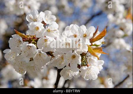 Blühende wilde Kirsche (Prunus Avium) in der Nähe von Hotel Knollhof, Gufidaun, Eisacktal, Südtirol, Italien, Europa Stockfoto