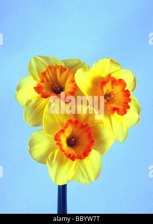 Schöne Trio Anordnung Stillleben Narzissen botanische Pflanzen floral natürliche Natur Pflanze Pflanzen vertikale Blumen ausgeschnitten. Stockfoto