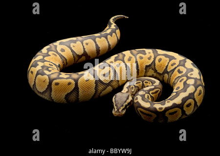 Ghost Pastell Ball Python Python Regius auf schwarzem Hintergrund isoliert Stockfoto