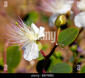 Blüte und Knospe des Werks Kapern (Capparis Spinosa), Mittelmeerregion, Zypern, Europa Stockfoto