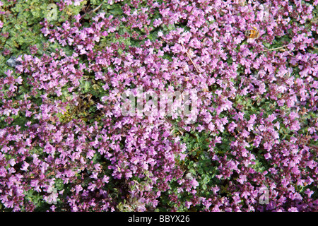 Schleichende Thymian (Thymus Islandstimjan pseudolanuginosus) Stockfoto