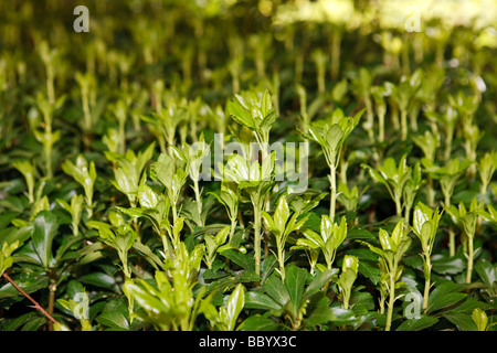 Japanische Wolfsmilch, Skugg - gröna (pachysandra Terminalis) Stockfoto