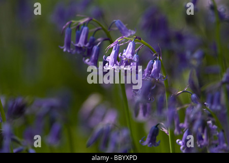 Glockenblumen im Frühling. Stockfoto