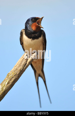 Schlucken Sie singen. Hirundo Rustica. Feldvögel. Stockfoto