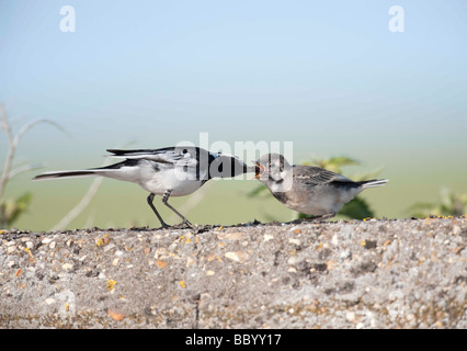 Rattenschwanz (Motacilla alba), die auf einer Wand ein flügeliges Küken ernährt. Stockfoto