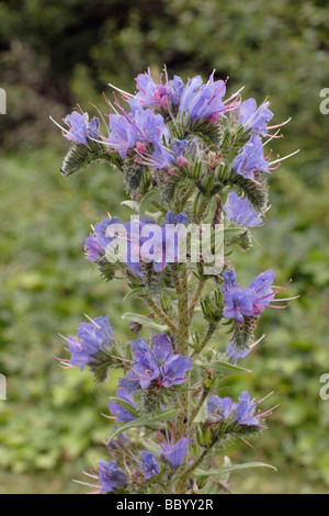 Viper's Bugloss Echium Vulgare Boraginaceae UK Stockfoto