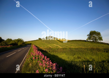 Valerian Wildblumen am Straßenrand, in der Nähe von Strangford, County Down, Nordirland Stockfoto