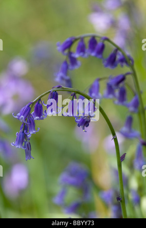 Glockenblumen im Frühling. Stockfoto