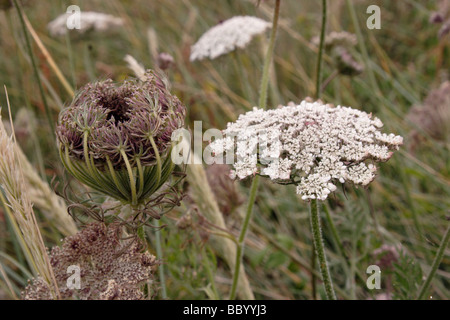 Wilde Möhre Daucus Carota schließt Apiaceae zeigt wie fruchttragenden Kopf links, UK Stockfoto