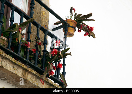 Blumentopf in Fenster, Obidos, Portugal Stockfoto