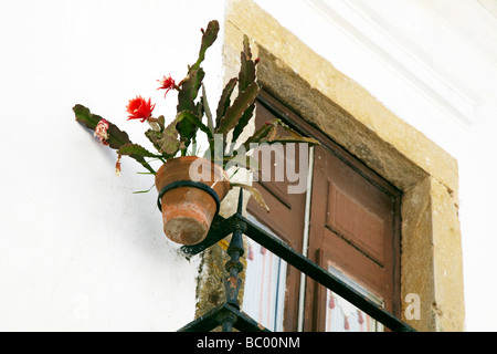 Blumentopf in Fenster, Obidos, Portugal Stockfoto