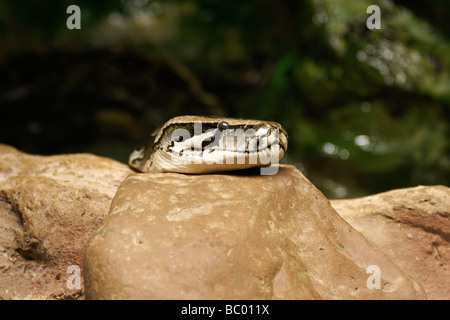 African Rock Python Python sebae Stockfoto