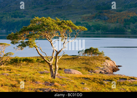 Scots Kiefer Pinus Sylvestris entlang Loch Maree Wester Ross Scotland Stockfoto