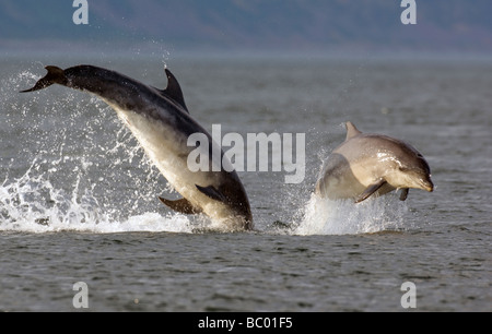 zeigen Sie springen Flasche Nase Delphin Tursiops Truncatus am Chanonry im schottischen Moray firth Stockfoto
