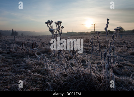 Schönen Hoar Milchglas Pflanzen in das weiche Licht an einem Wintermorgen Stockfoto