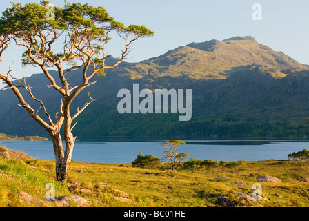 Scots Kiefer Pinus Sylvestris entlang Loch Maree Wester Ross Scotland Stockfoto