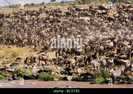Große Migration am Mara Fluss - Masai Mara National Reserve, Kenia Stockfoto