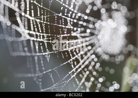 Tau auf einem Spinnennetz Stockfoto