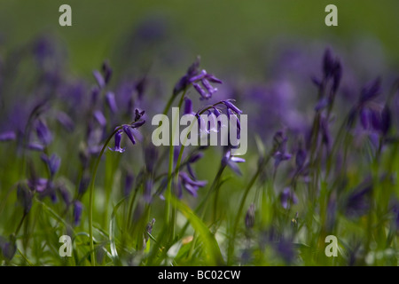 Glockenblumen im Frühling. Stockfoto