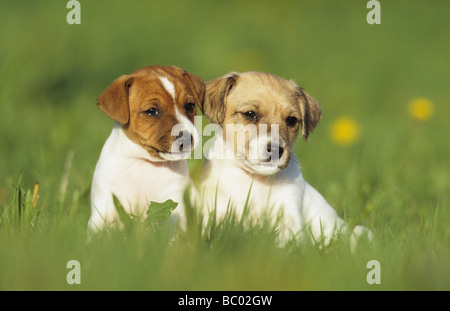 Parson Russell Terrier (Canis Lupus Familiaris), zwei Welpen in Rasen Stockfoto