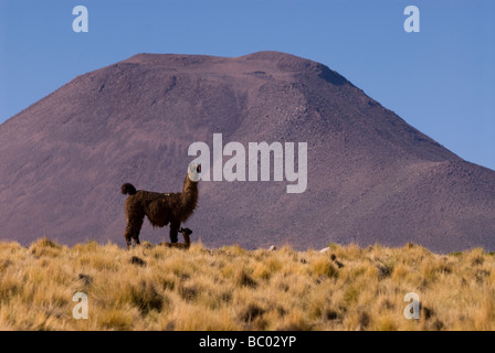 Ein Lama (Lama Glama) und ein Vulkan in Bolivien - Chile Grenze. Stockfoto