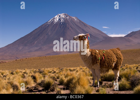 Ein Lama (Lama Glama) und Licancabur Vulkan in Bolivien - Chile Grenze. Stockfoto