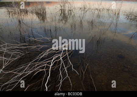 Toter Pinsel entlang der Ufer von Theodore Roosevelt Lake in Zentral-Arizona. Stockfoto