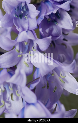 Spanische Glockenblumen, Nottinghamshire Stockfoto