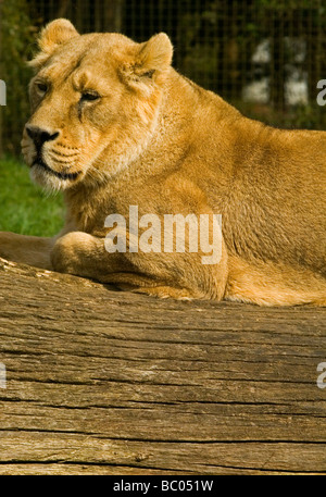 Löwin Panthera Leo ist einer der vier Großkatzen der Gattung Panthera und ein Mitglied der Familie Felidae. Ruht auf einem Baumstamm zu sehen. Stockfoto