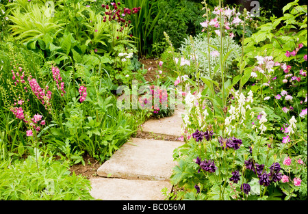 Sonnigen krautige mehrjährige Blume lila Aquilegia im Vordergrund und weißen Sweet Rakete hinter Grenze Stockfoto