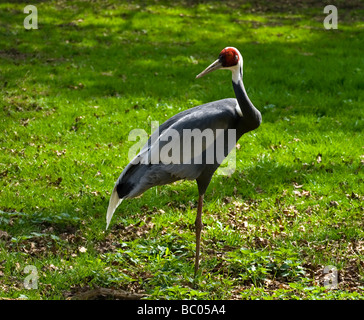 Der White-Himalaja-Kran Grus Vipio ist ein Vogel der Kran-Familie in der Mongolei, China, Russland, Korea, Taiwan und Japan gefunden Stockfoto