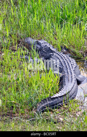 Amerikanischer Alligator im Everglades Florida Stockfoto