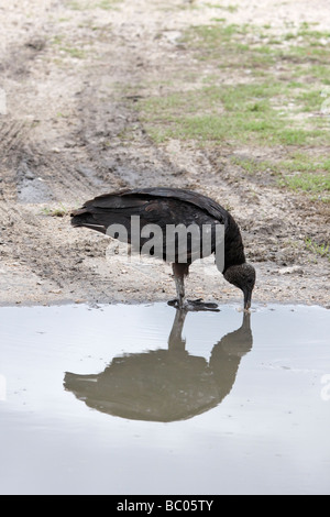 Mönchsgeier aus einer Pfütze zu trinken Stockfoto