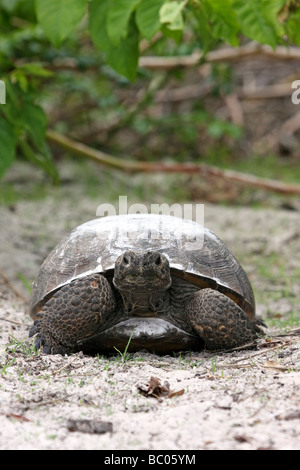 Gopher Schildkröte von vorne Stockfoto