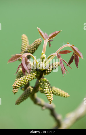 Gemeinsamen Walnuss Baum Juglans Regia männlichen Kätzchen und aufstrebenden Frühling lässt Stockfoto