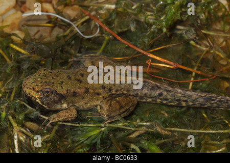 Green Frog [Rana Clamitans] Metamorphosing Frosch zeigt Tail Kaulquappe und Frosch Gliedmaßen - New York-USA Stockfoto