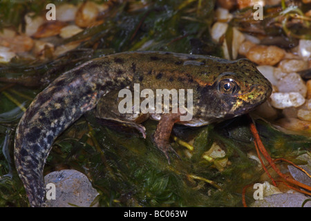 Grüner Frosch (Rana Clamitans) Metamorphosing Frosch zeigt Tail Kaulquappe und Frosch Gliedmaßen - New York-USA Stockfoto