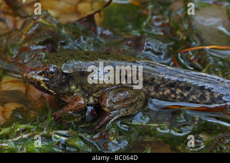 Grüner Frosch (Rana Clamitans) Metamorphosing Frosch zeigt Tail Kaulquappe und Frosch Gliedmaßen - New York-USA Stockfoto