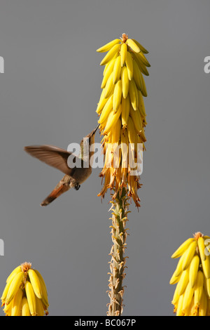 Ruby Topaz Kolibri Chrysolampis Mosquitus Weibchen ernähren sich von einer gemeinsamen Aloe-Aloe barbadensis Stockfoto