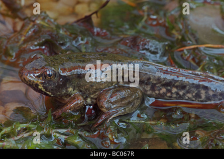 Grüner Frosch (Rana Clamitans) Metamorphosing Frosch zeigt Tail Kaulquappe und Frosch Gliedmaßen - New York-USA Stockfoto