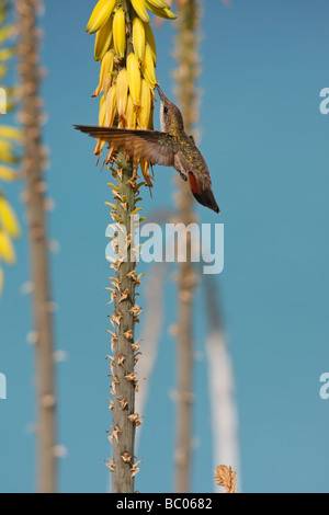 Ruby Topaz Kolibri Chrysolampis Mosquitus Weibchen ernähren sich von einer gemeinsamen Aloe-Aloe barbadensis Stockfoto